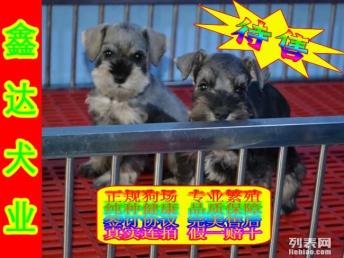 图 雪纳瑞幼犬找新家 三证齐全 签购犬合同送宠物用品 北京宠物狗